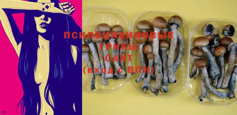 Псилоцибиновые грибы Cubensis Шумерля